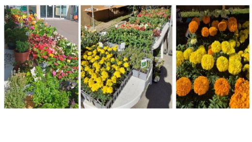Marché aux plantes 2026 - MDRY